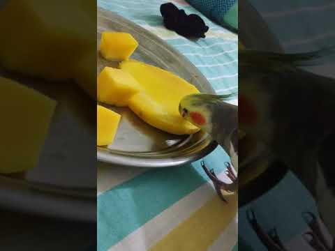 He loves to eat mango happy cockatiel #bird #tuku