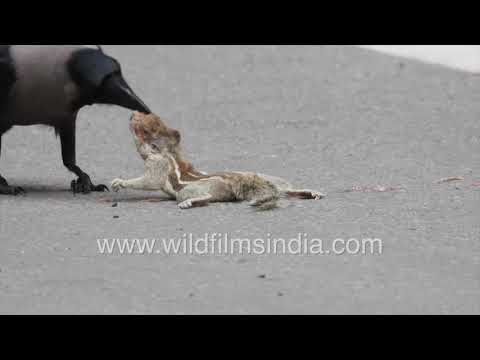 Crows feed on dead squirrel on a Delhi road: road kill becomes a meal and entertainment for birds