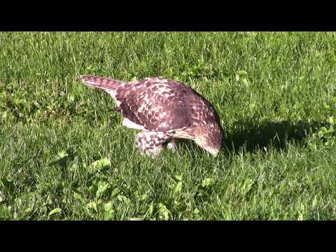 Young Hawk on Lawn Eats Worms