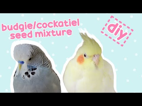 🌾 How I Make My Own Budgie/Cockatiel Seed Mix | Parrot Kitchen 🌾