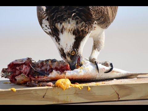 National Geographic Moment - Osprey Eats Fish