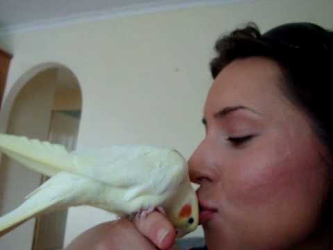 Cockatiel eating a mango.