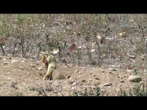 Bald eagle attacked by hawks