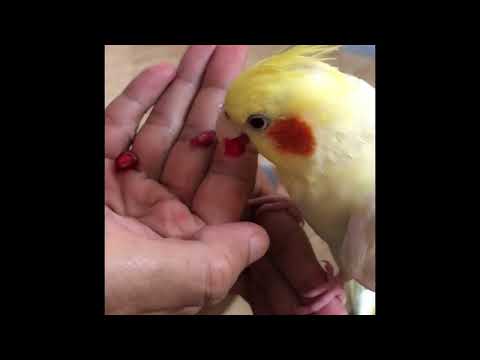 Cockatiel loves eating Pomegranate #Cocktiel