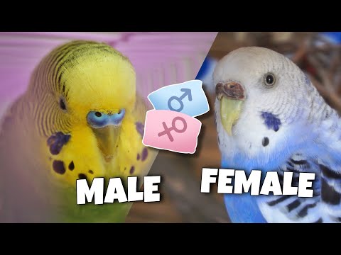 Determine your budgie's gender/sex | basic tips