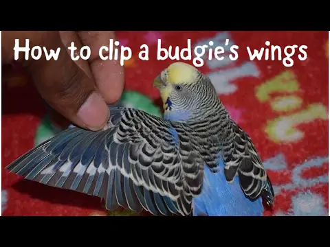 how to clip a parakeet/budgie's wings