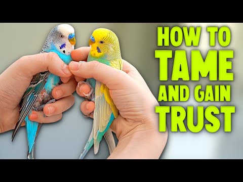 How to Tame Your Budgie Compilation