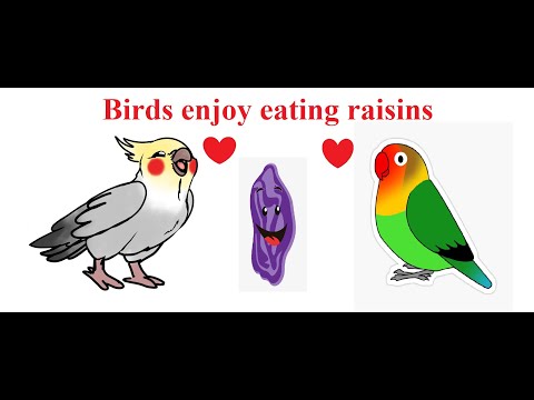 Two lovely birds enjoy eating raisins