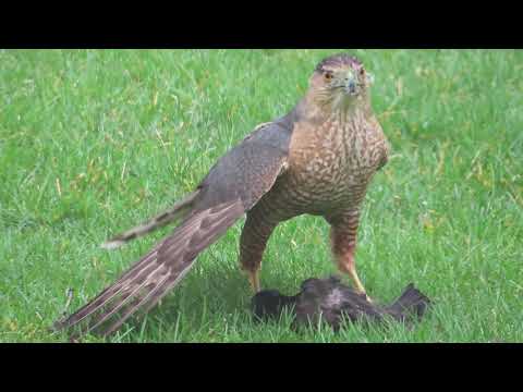 Hawk attacking and killing a backyard bird (Grackle) - Graphic