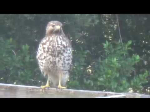 Hawk eating frog