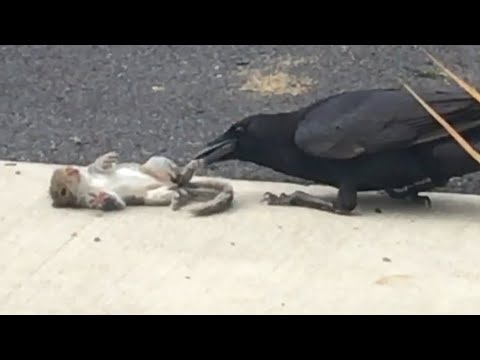 Crow tries to eat live baby squirrel