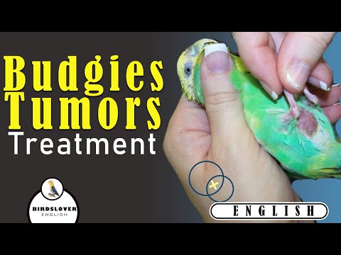 How To Treat Tumor in Budgies | Type of tumors in birds and their treatment | Fat in Budgies