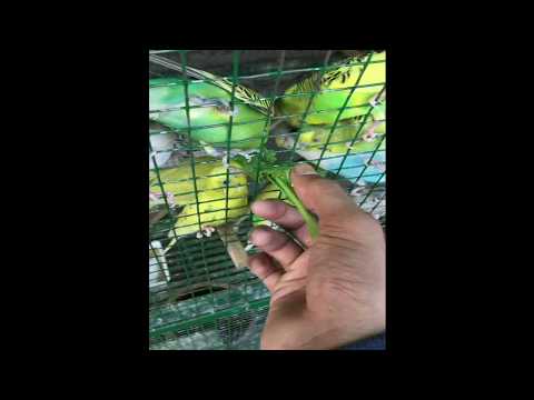 budgies eat spinach