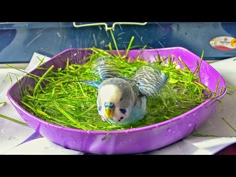 How to Give Your Budgie a Bath - THE EASY WAY