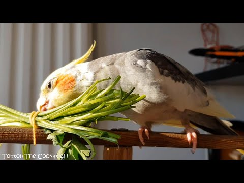 Cockatiel Is Eating Parsley