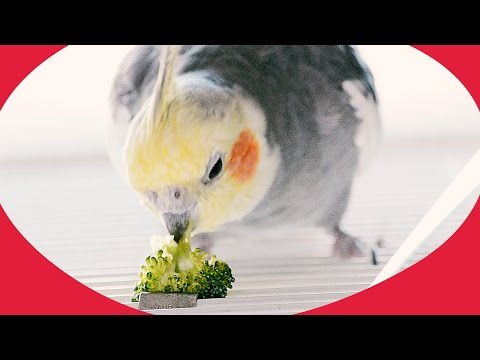 Cockatiel Eating a Broccoli