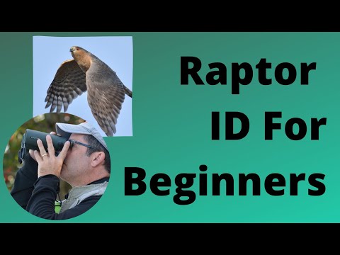 Raptor ID for Beginners