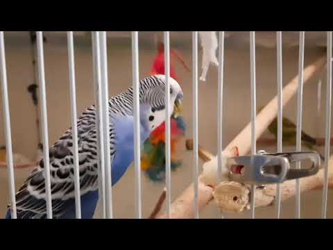 Budgies eating pear.