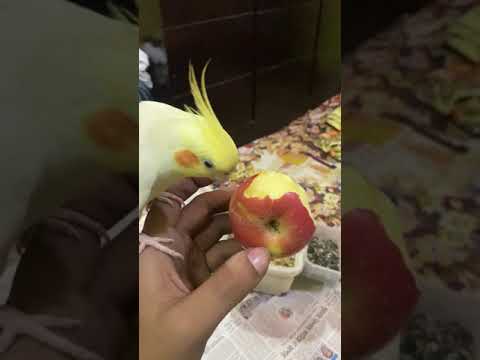 Cockatiel eating fresh apple 🍎