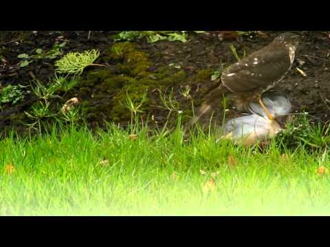 Cooper's Hawk Vs Morning Dove