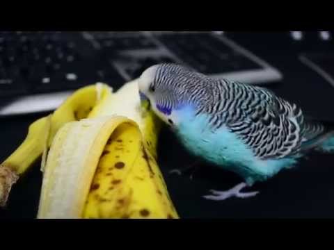 Budgie wants banana! Now!