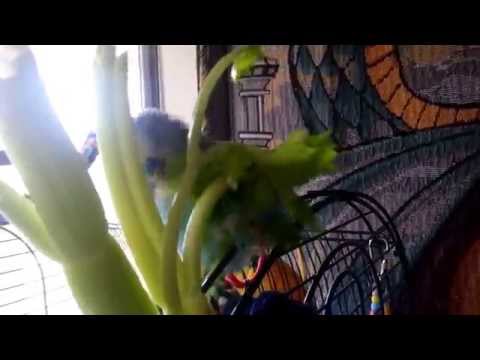 Budgie the parakeet loves celery leaves