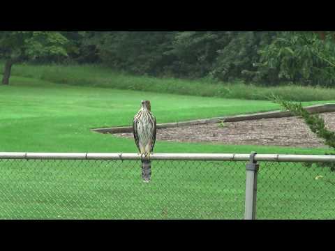 Hummingbird versus Hawk