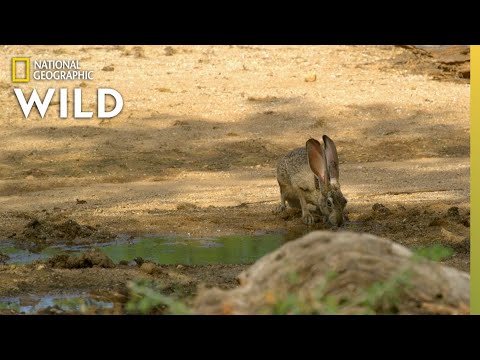 Harris's Hawks Hunt a Jackrabbit | The Desert Sea