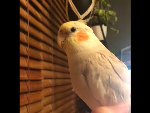 5mo Talking cockatiel saying 'You're so cute!'