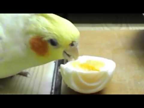 Cockatiel love to eat eggs