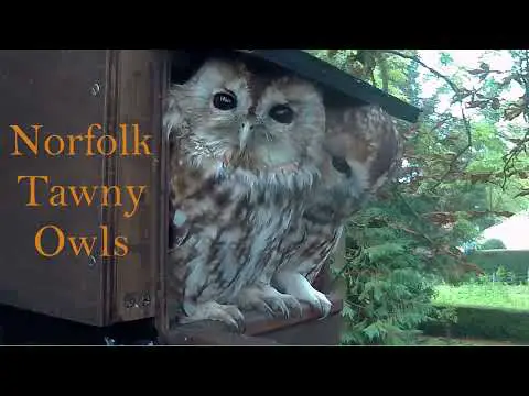 Norfolk Tawny Owls - The male brings up a pellet