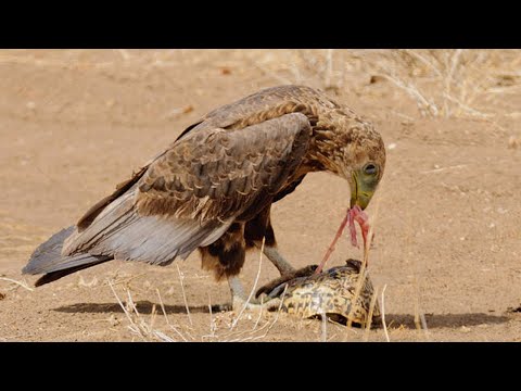 Eagle catch and drop Tortoise from the sky