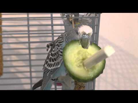 Budgie enjoying eating cucumber for her lunch!