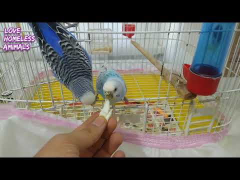 Mother Budgie Eating Cheese With Her Husband