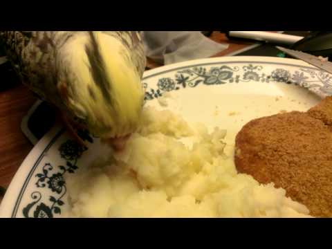 Cockatiel & Mashed potatoes