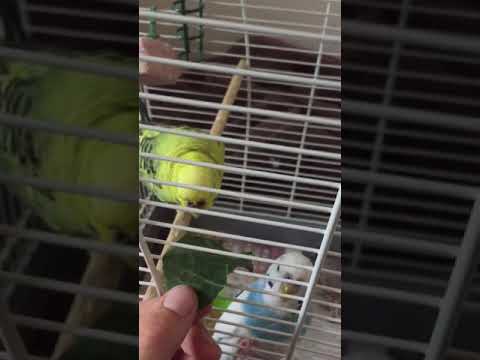 Budgies eating cabbage 🥬 READ DESCRIPTION