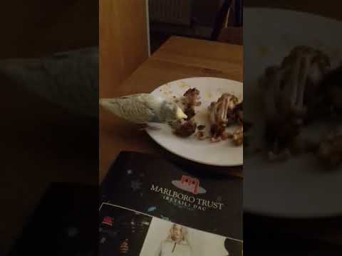 Budgie eating chicken