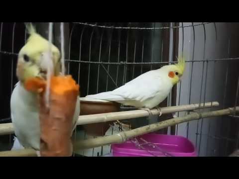 Cockatiel eating carrot