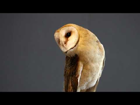 Barn owl bobbing head and looking around at falconry demonstration