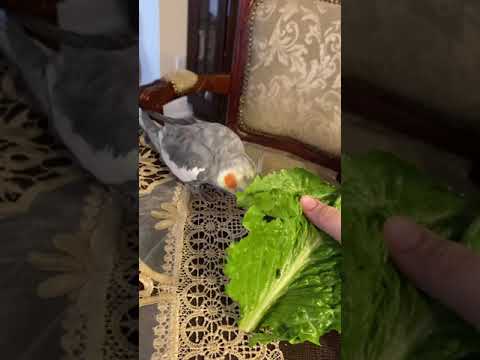 My cockatiels loves lettuce