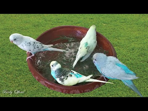 Budgie Birds Bath | Budgies/Parakeets Taking Bath