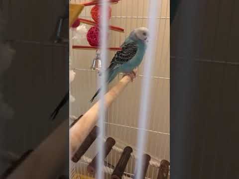 Is my budgie tail bobbing??!