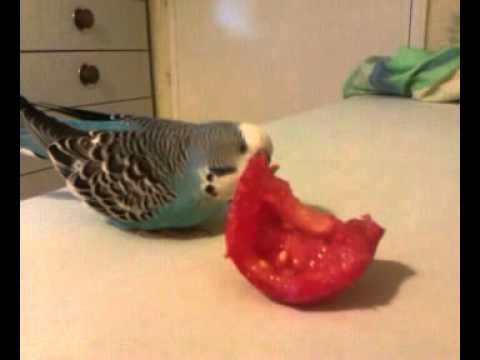 Budgie eating a tomato