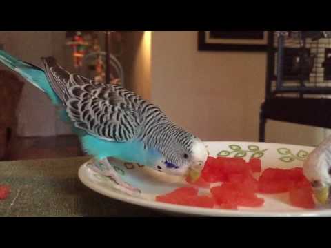 The parakeets eat watermelon in slow motion