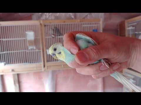 How to handle or hold a Budgie - requested