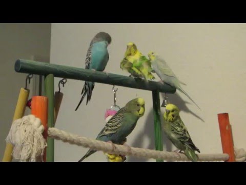 Parakeets share a bird playground