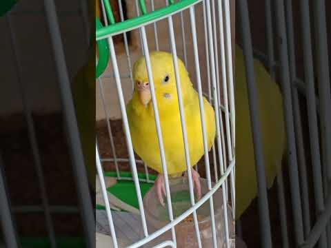 Budgies puffing its feathers