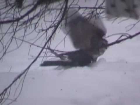 Eastern Screech Owl Kills Hawk