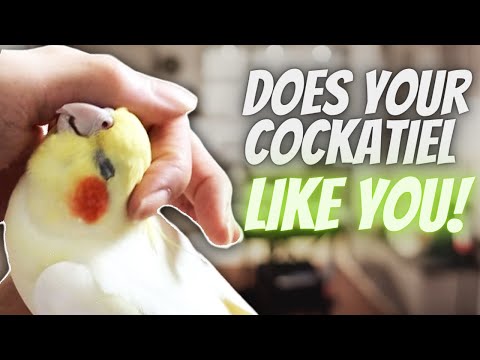 10 Signs That Your Cockatiel Likes You