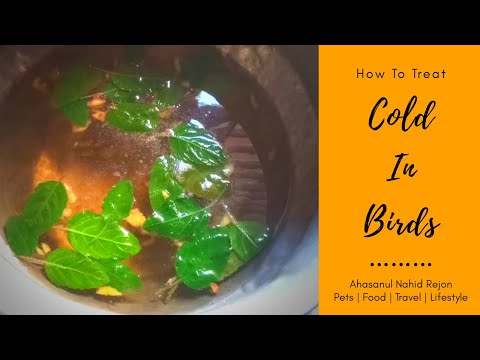 Natural Cold Treatment In Birds || How To Treat Cold In Birds